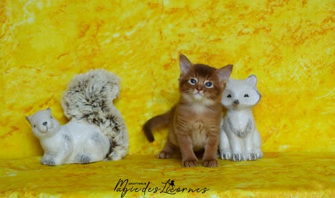 chaton somali abyssin