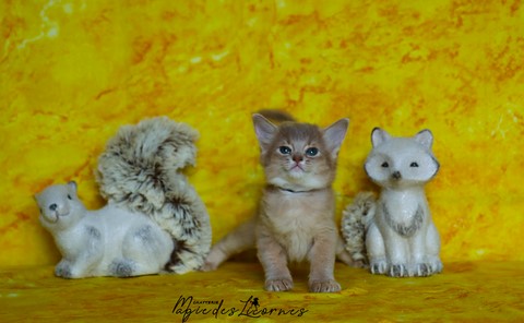 chaton somali abyssin