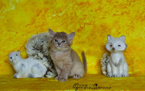 chaton somali abyssin