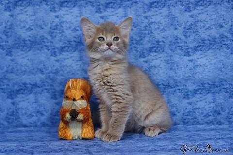 chaton somali abyssin