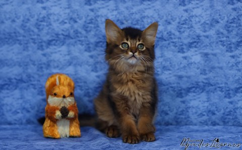 chaton somali abyssin