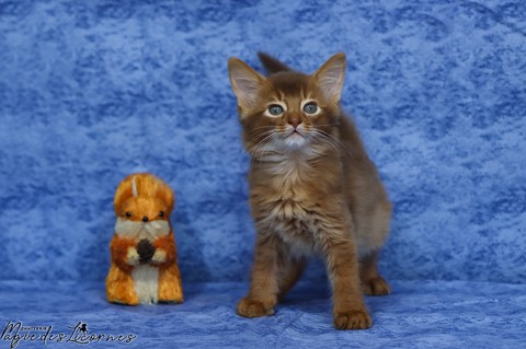 chaton somali abyssin