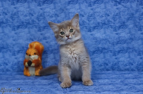 chaton somali abyssin