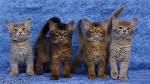 renard somali chatons somalis