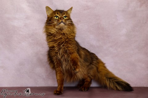 2 Ans Somali Lièvre