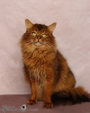 2 Ans Somali Lièvre