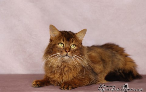 2 Ans Somali Lièvre