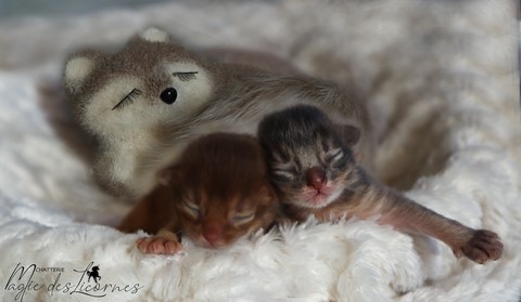 chaton somali abyssin