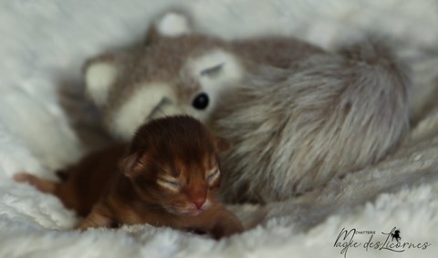 chaton somali abyssin