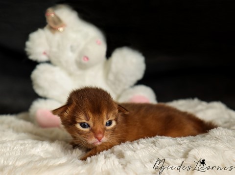 chaton somali abyssin