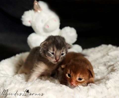 chatons somali abyssin