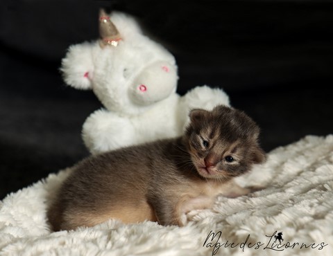 chaton somali abyssin