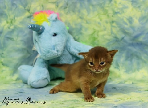 chaton somali abyssin