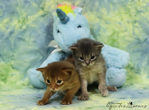 chatons somali abyssin