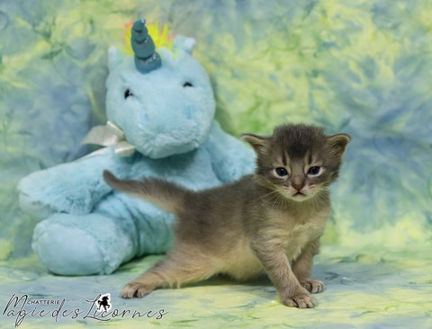 chaton somali abyssin