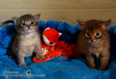 chatons somali abyssin