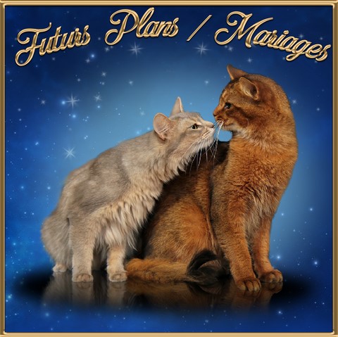 Mariage plan chaton somali