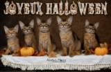 Ash (gris) & Aegnor-Azur (bleu) & Adara-Alya (jaune) 2 Mois  HALLOWEEN 