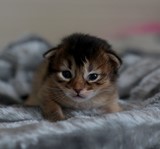 Freyja somali lièvre