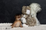 chaton somali lièvre Seal