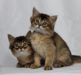 Freyja somali lièvre