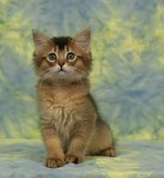 Freyja somali lièvre