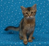 Freyja somali lièvre