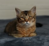 Freyja somali lièvre